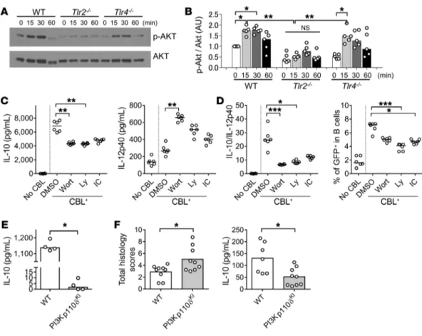 Figure 8. The PI3K/AKT pathway is involved in TLR2-dependent IL-10 production by CBL-stimulated B cells and their regulatory effect on T cell–mediated  colitis