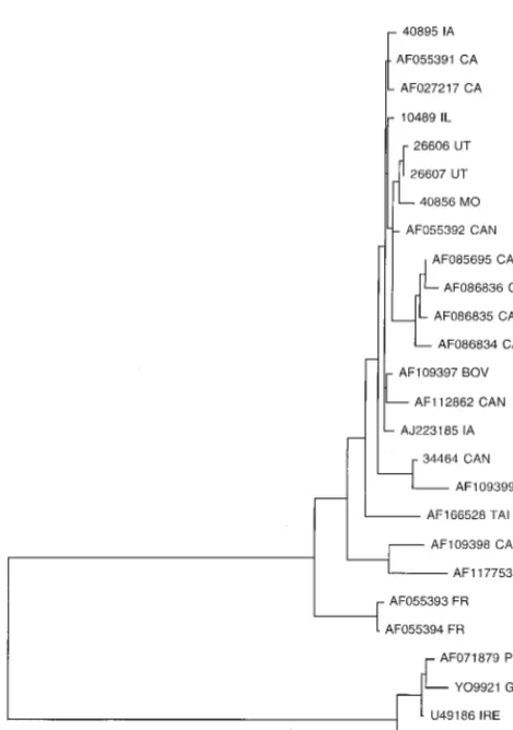 FIG. 4. Phylogenetic tree based on the complete genomic nucleotide se-quences of all PCV isolates