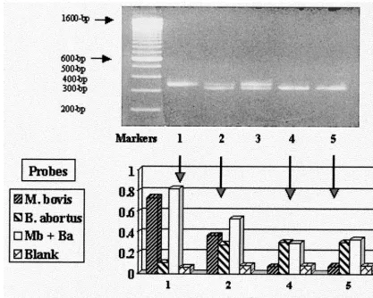 FIG. 1. (Top panel) Agarose gel electrophoretic pattern of amplicons generated from genomic DNA of M
