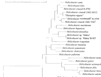 FIG. 4. Neighbor-joining phylogenetic tree of H. cinaedi strains and related bacteria based on 16S rRNA sequence comparisons