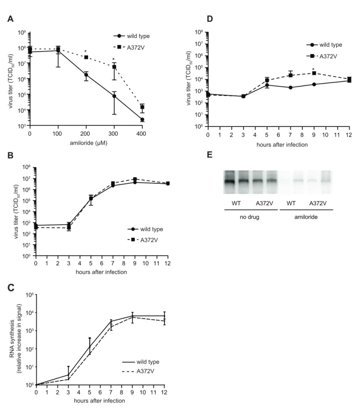 Figure 3. A372V resistance to amiloride does not involve improved replication. (A) A372V is more resistant than wild type in increasing concentrations of amiloride