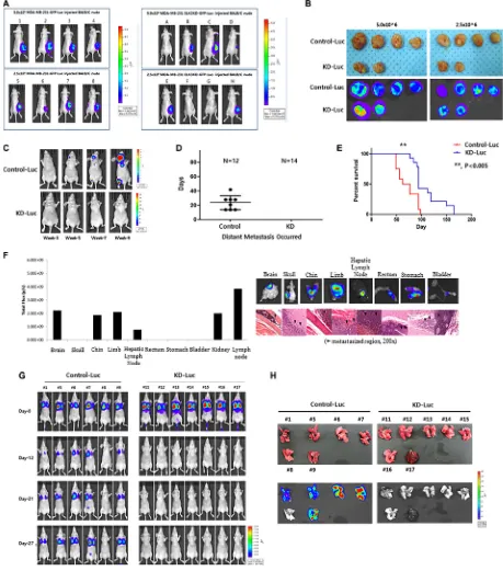 Figure 2: Knockdown of ELK3 expression in MDA-MB-231 cells results in loss of metastatic ability in vivo