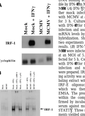 Figure 7. IRF-1 mRNA and DNA binding activity is  induc-ible by IFN- g in MCMV-infected M fs