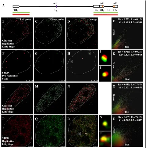 Fig. 1 Resolution of STED microscopy is higher than confocal microscopy. All cells were infected with HSV-1 17+ strain for 6 h, then prepared forR: overlapping coefficient;replication, images are captured with confocal microscopy and STED microscopy, respe