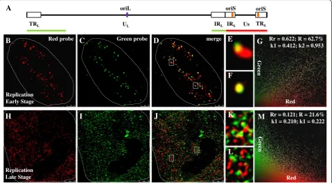 Fig. 2 Replication renders compact HSV-1 genomes into relaxed structures. All cells were infected with HSV-1 17+ strain for 6 h, then prepared3887134056with DIG locates at the right terminal, which contains TRand 125115then analyzed