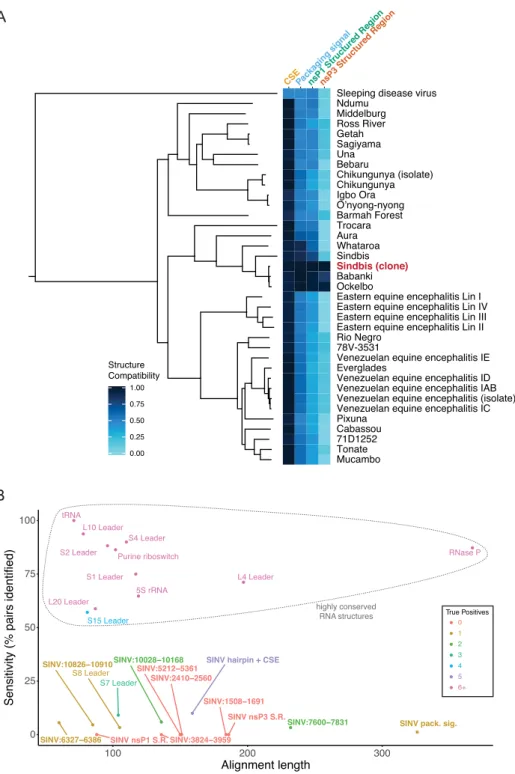 Figure 4. Outside of the conserved sequence element, SINV functional structures are not conserved