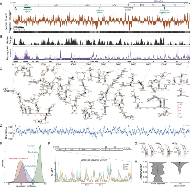 Figure 1. The Sindbis virus genome contains a multitude of diverse RNA structures. (A) Top: schematic of the virus genome organization, with annotated elements