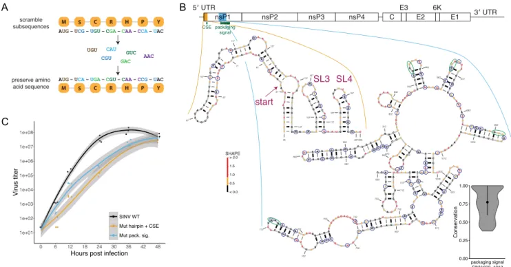 Figure 2. Structure-disrupting mutations successfully confirm function by impeding virus growth