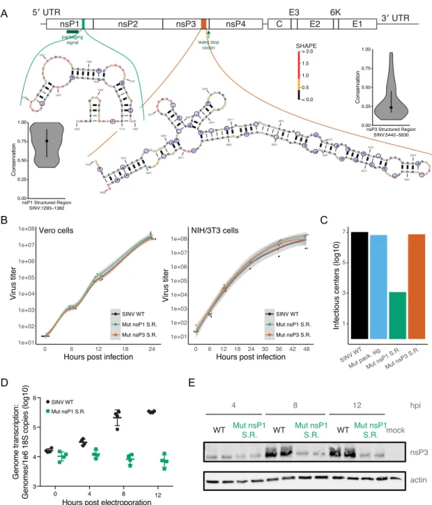 Figure 3. Novel virus structures tune SINV growth. (A) Structures for the new nsP1 structured region (nsP1 SR; left) and the new nsP3 structured region (nsP3 SR; right)