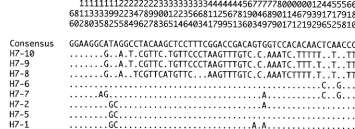 TABLE 1. E. coli H7 strains used in this study in addition to thetype strains