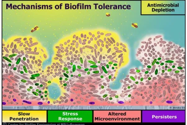 Figure 1.2 Schematic representation of biofilm protection mechanisms, including the inability of  antimicrobial  agents  to  penetrate  into  the  biofilm  (yellow),  the  extreme  chemical  microenvironment  at  the  biofilm  depths  (pink),  and  the  pr