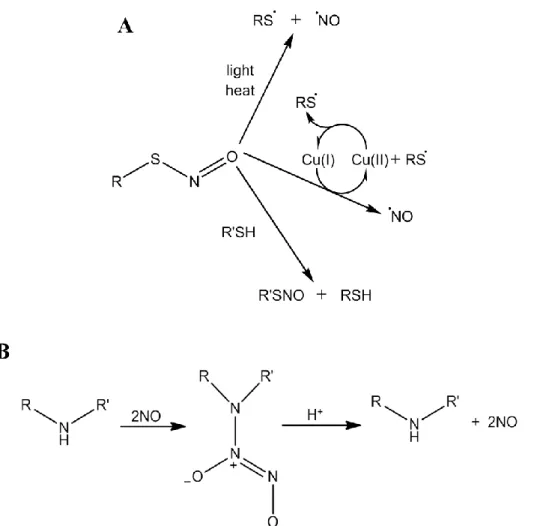 Figure  1.4  (A)  Possible  decomposition  mechanisms  for  S-nitrosothiol  (RSNO)  NO  donors,  including heat, light, and copper-mediated decomposition