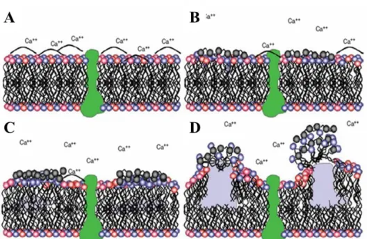 Figure  1.6  Mechanisms  of  action  for  quaternary  ammonium  (QA)  compounds.    (B,  C)  QA  compound associate with the cell membrane, replacing essential metal cations at the cell surface