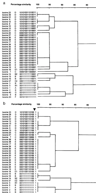 FIG. 3. Dendrogram showing the grouping of 38 bovine S. aureusand after omission of probe AW-14, which is associated with hypervariable regions on the bovine staphylococcal genome (b)
