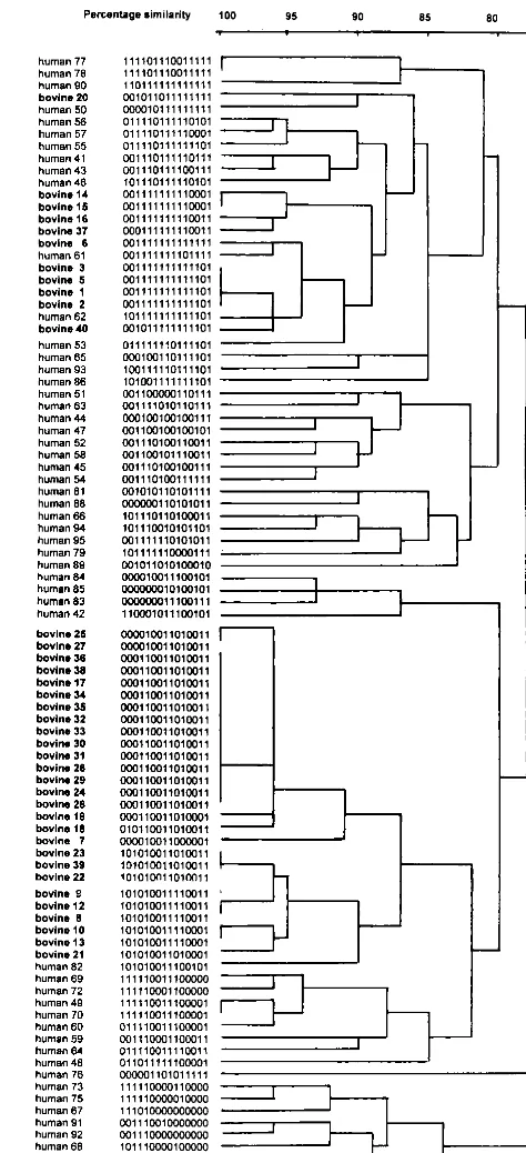 FIG. 4. Dendrogram showing the grouping of 55 unrelated human S. aureushybridization scores after binary typing with 15 DNA probes