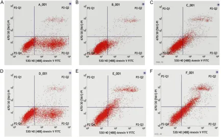 Figure 5. Lenti-PKC-delta infection CFs.