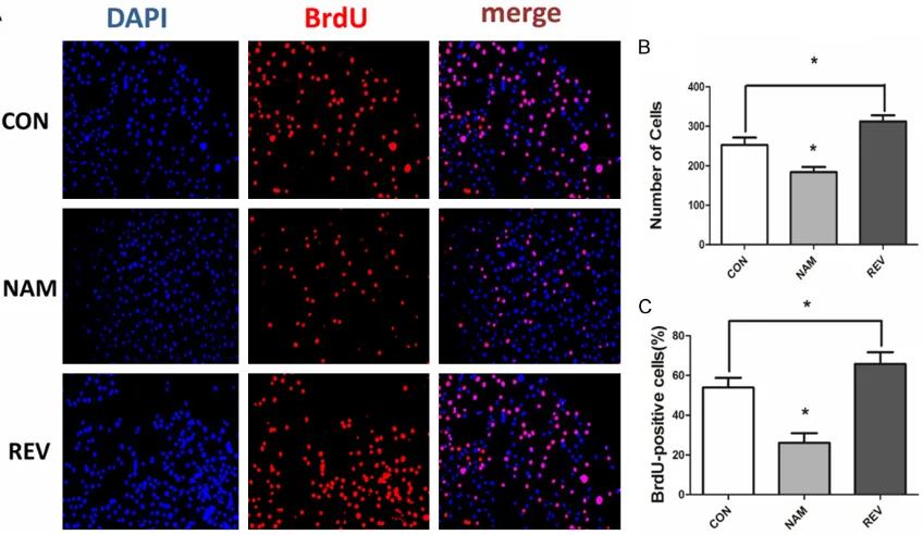 Figure 2. BrdU assay was used to detect the proliferation level. 1×10dish and were incubated for 24 h, then these cells in four groups were treated with NAM (50 mM) and REV (100 μM)