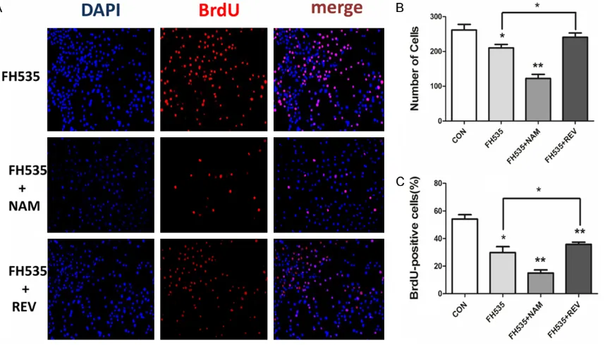 Figure 3. CCK-8 assay to C2C12 cells were treated with different concentrations of FH535 for 24 h