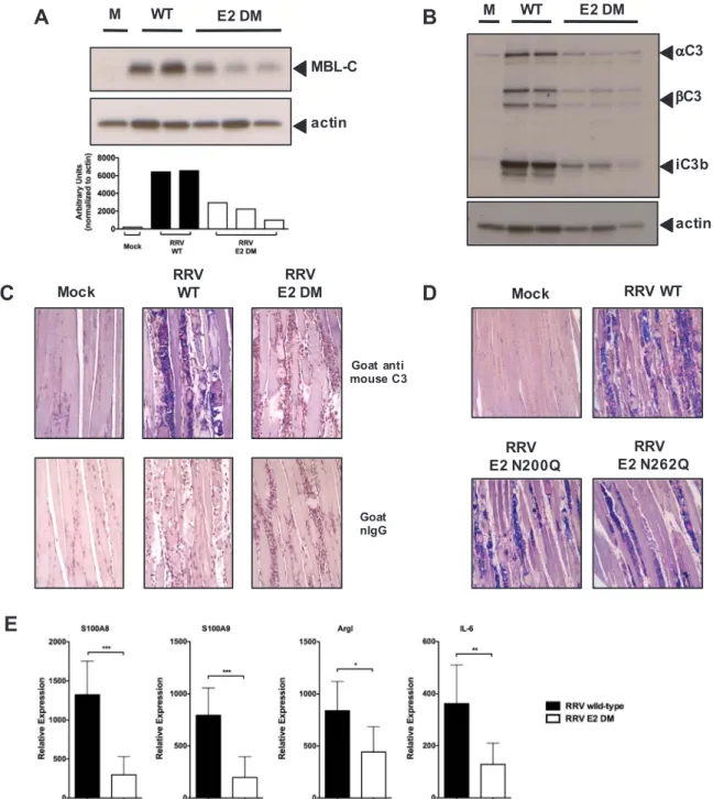Fig. 4. The RRV E2 N-linked glycans contribute to complement activation in quadriceps muscle