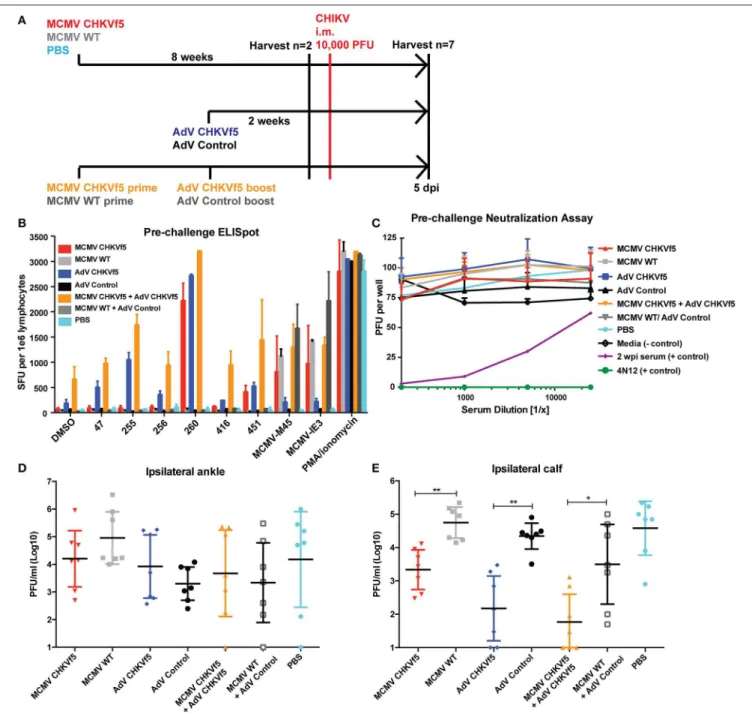 FIGURE 5 | CHKVf5-vaccinated mice do not develop neutralizing antibodies to CHIKV, but their splenocytes produce IFNγ in response to CHIKV peptide stimulation.