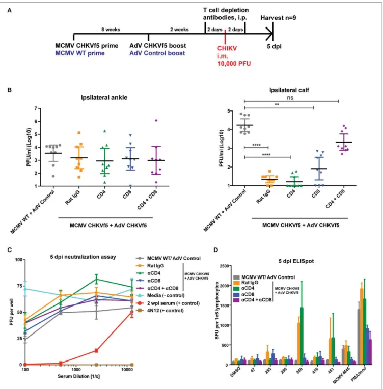 FIGURE 6 | Combined CD8 + and CD4 + T cell depletion reverses the protective effect of the CHKVf5 vaccine