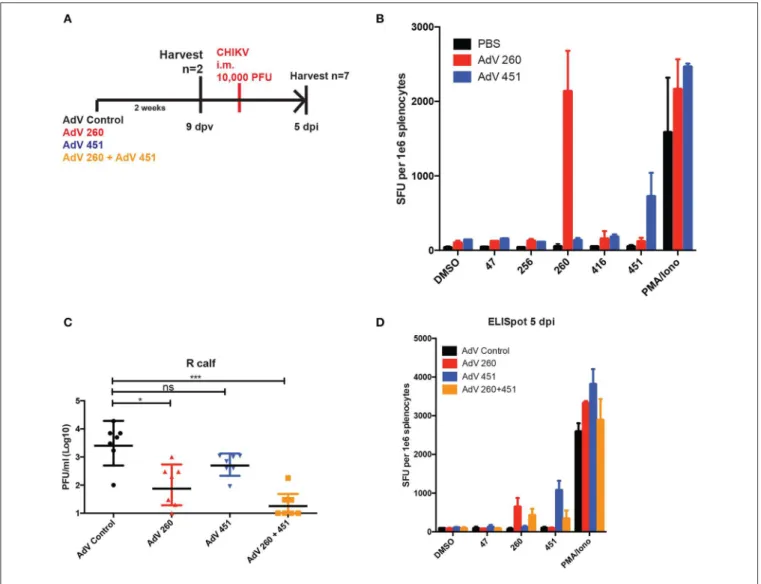 FIGURE 7 | AdV-260 and AdV-451 vaccination elicits T cells responses and protects mice from CHIKV in ipsilateral calf