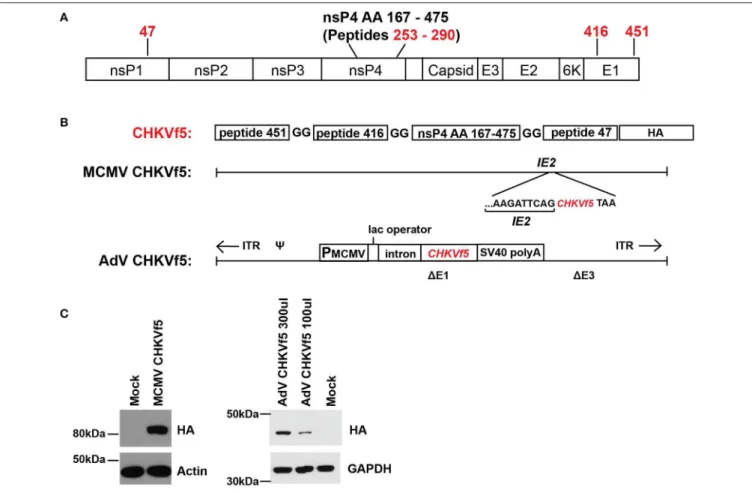 FIGURE 2 | MCMV and AdV vaccine vector expression of the CHKVf5 fusion gene. (A) Shown is the genomic position of the CHIKV peptides contained in CHIKVf5.