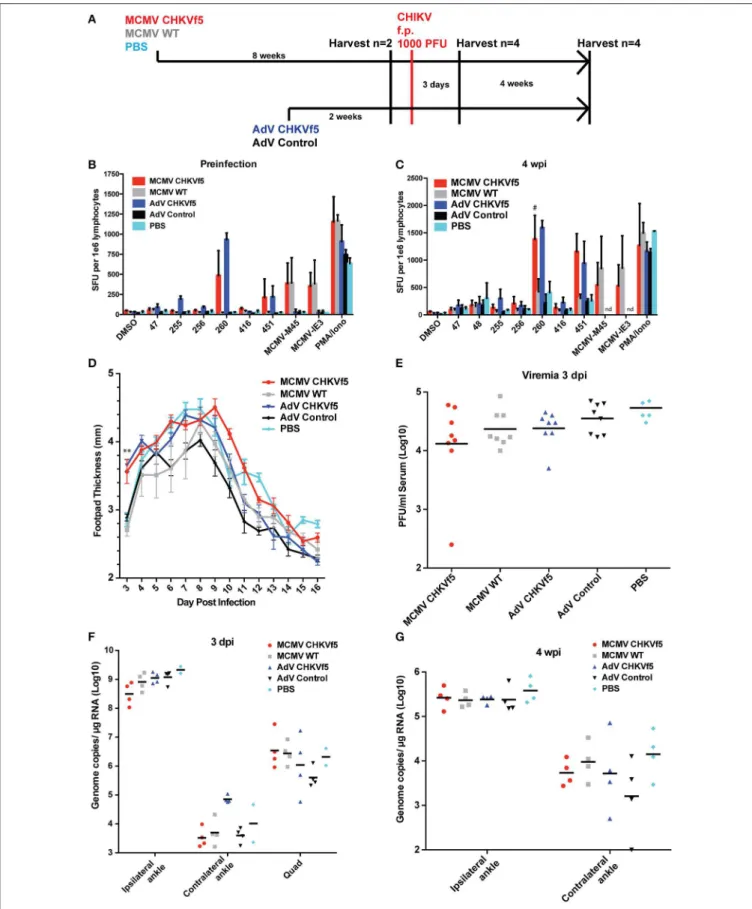 FIGURE 3 | CHKVf5 vaccines did not protect mice against a footpad CHIKV challenge. (A) Mice were administered MCMV-CHKVf5, MCMV WT, or PBS i.p