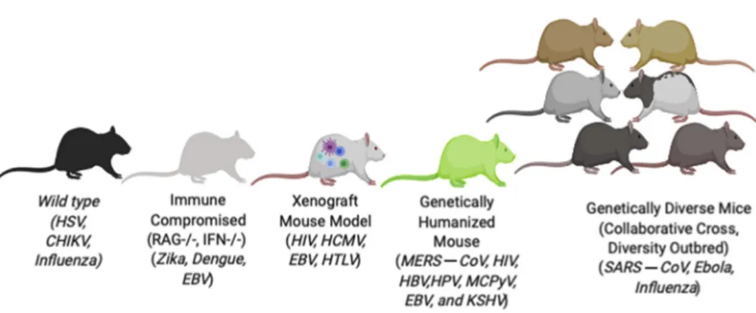 Figure 1. Examples of mouse model platforms used in infectious disease research.
