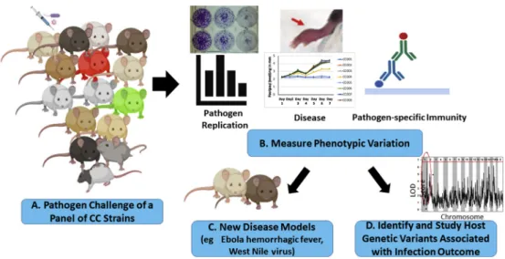 Figure 2. Strategies for using the Collaborative Cross (CC) in infectious disease studies