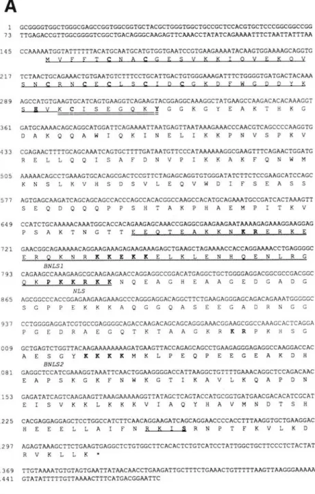 Figure  1.  Molecular  structure  of  the  LYAR  gene.  {AI  Nucleotide  and  deduced  amino acid sequences  of the LYAR cDNA