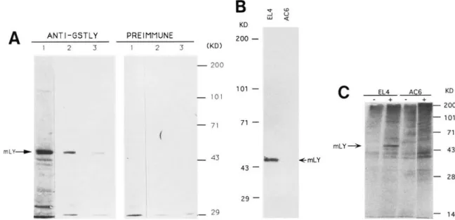 Figure 2.  Characterization of the LYAR protein. (A) Western blot analysis of the LYAR protein in EL4 cells with the antisera