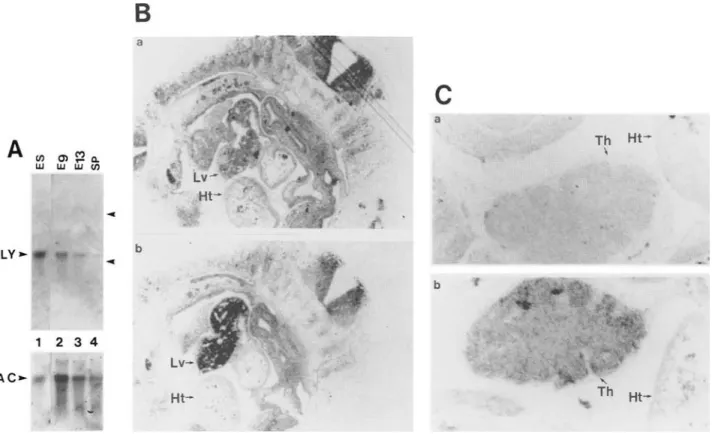 Figure  5.  Detection  of LYAR mRNA during early fetal development.  (A) Northern  blot analysis of LYAR mRNA in  early embryos