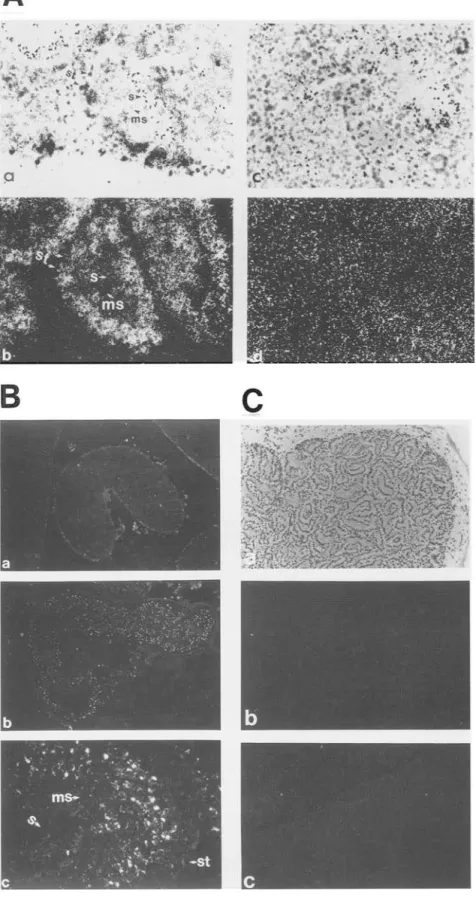 Figure  6.  Localization  of  LYAR-express-  ing cells in mouse  testis.  (A) In situ hybrid-  ization  detection  of  the  LYAR  mRNA  in  mouse  testis