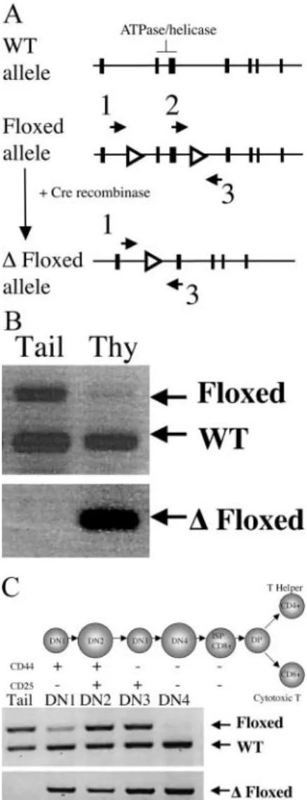 Fig. 2 D). In support of this finding, histological analysis re- re-vealed an almost complete loss of corticomedullary  archi-tecture in tBrg   mutant animals (compare E and F in Fig.
