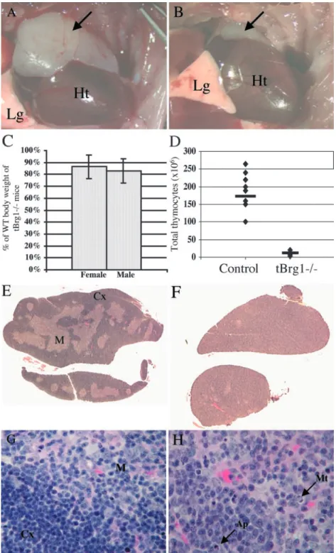 Figure 2. Thymic defects in tBrg1   mutant mice. (A and B) Gross morphology of control (A) versus tBrg1   mutant (B) thymi of 4-wk-old animals