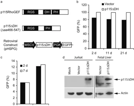 Figure 1. p115DH is stably expressed in both human T cell lines and mouse FL progenitor cells.