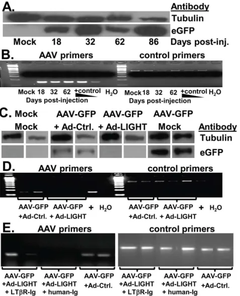 Figure 1. Ad-LIGHT causes clearance of AAV infection in the liver. (A) C57BL/6 mice were injected with PBS or AAV-GFP vector
