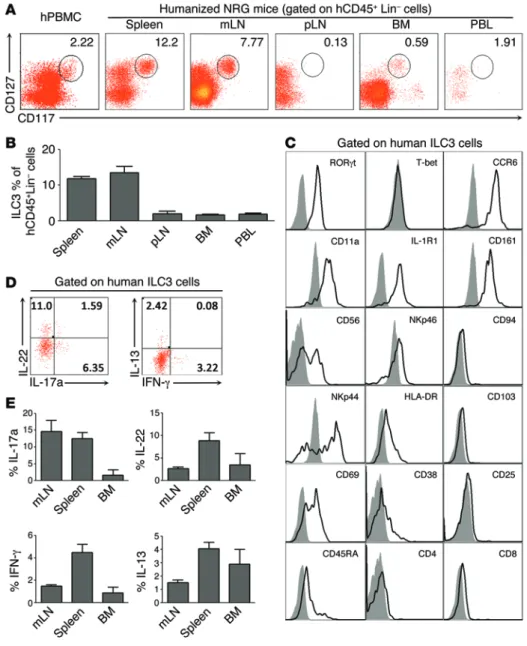 Figure 2. Development of functional  ILC3s in lymphoid organs in NRG-hu  mice. (A) Representative FACS plots  show the distribution of ILC3s (human  CD45 + Lin – CD127 + CD117 +  cells) in various  lymphoid organs of NRG-hu mice