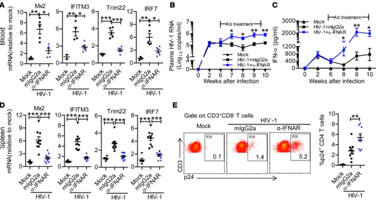 Figure 3. IFNAR1 blockade during persistent HIV-1 infection enhances viral replication in humanized mice