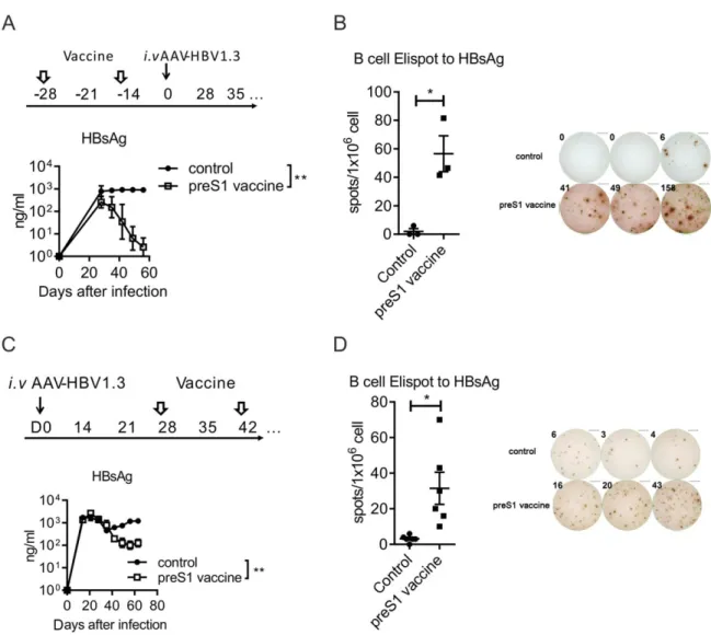 FIG. 6. PreS1-polypeptide vaccination induce the B-cell response to HBsAg in HBV mice
