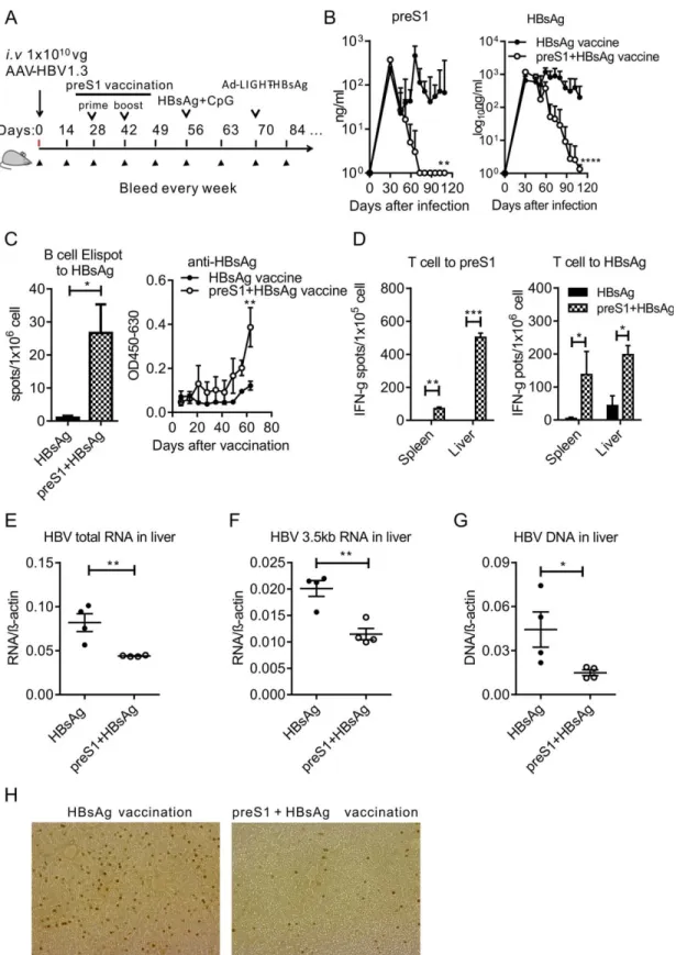 FIG.  7.  HBsAg  boost  immunization  ampliﬁes  preS1-polypeptide-induced  anti-HBV  response  for  viral  clearance