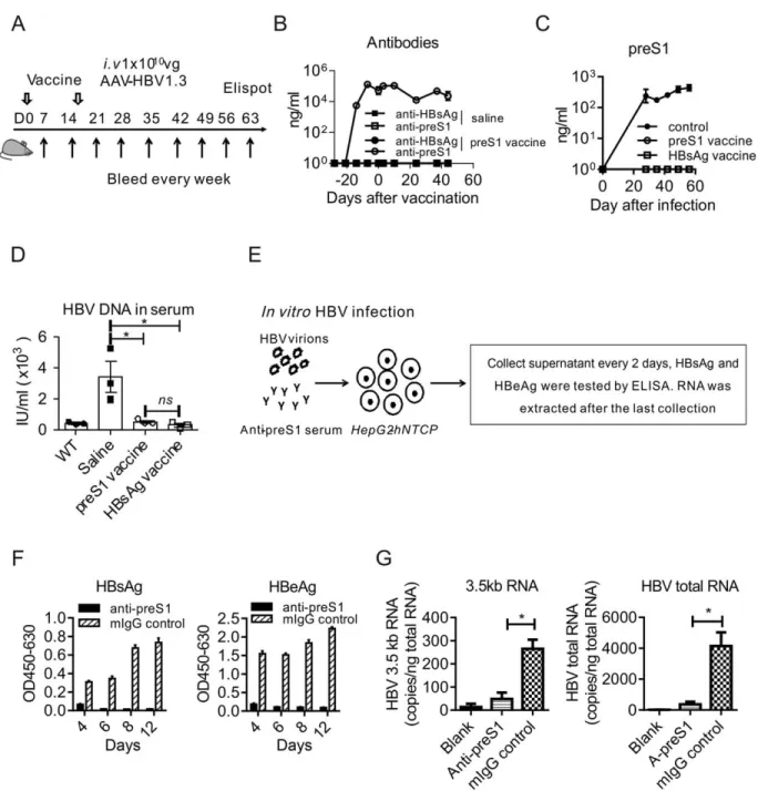FIG.  4.  PreS1-polypeptide  functions  as  an  effective  preventive  vaccine  for  HBV  infection