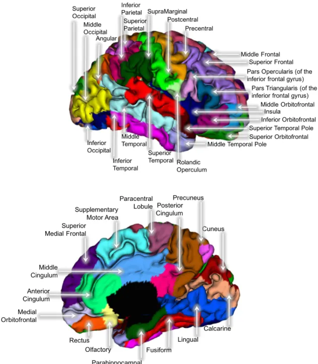 Figure 2.1. The 78 cortical regions of interest from the AAL atlas projected onto a representative  neonatal brain 