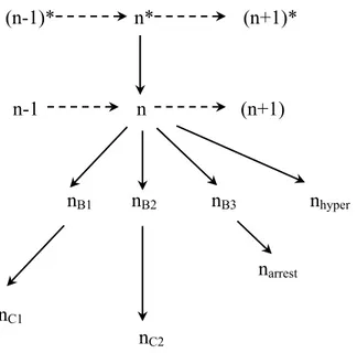 Figure 1.5: Different conformational states of the elongation complex (Erie 2002).  n* is  the activated state