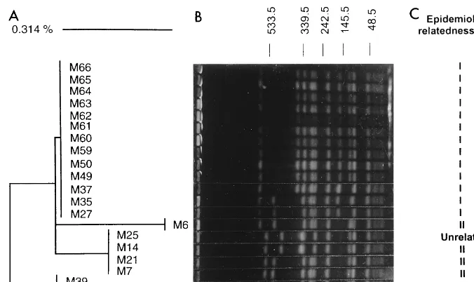 FIG. 1. Variations in coagulase sequences and PFGE patterns in a 20-strain MRSA group with identical spaof the coagulase gene sequences