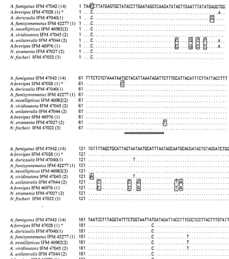 FIG. 1. Partial sequences of the cytochrome bparentheses indicate the numbers of strains with the same nucleotide sequences.are the same as those of genes from species of Aspergillus section Fumigati and two species of Neosartorya