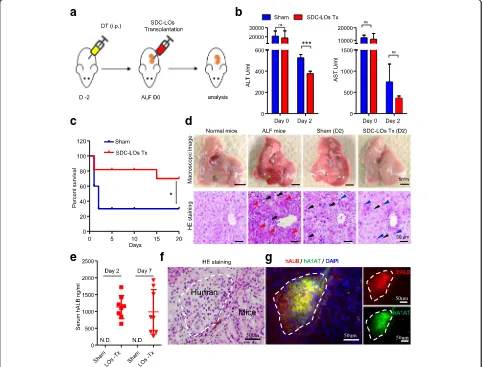 Fig. 4 Single donor cell-derived LOs improve survival in mice with ALF.albumin, ALF acute liver failure, DT diphtheria toxin, ns not significant