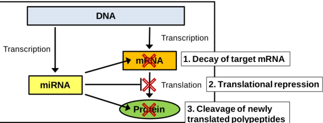 Figure 2: MicroRNAs are important regulators of gene expression and protein  production