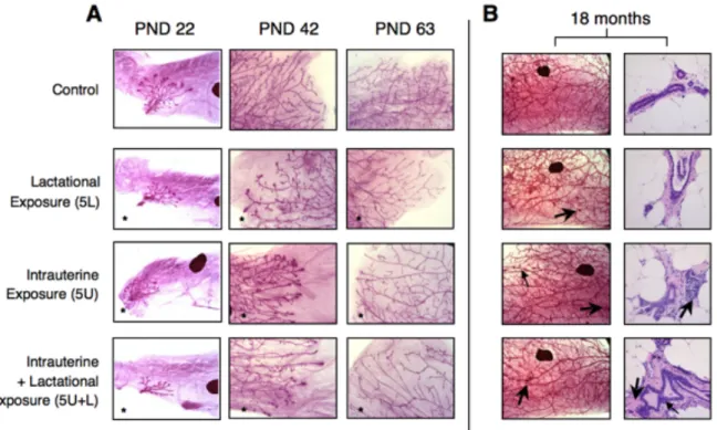 Figure 3-2.  MG development of female offspring in the late-life effects cross-foster study